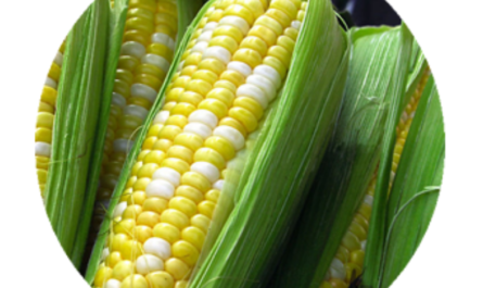 Sweet Corn vs Field Corn | Corn Facts | Nebraska Corn Board