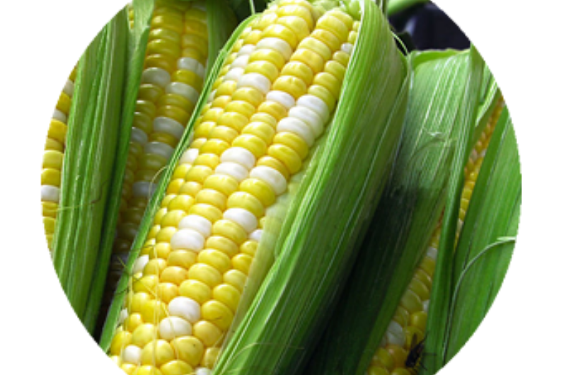 Sweet Corn vs Field Corn | Corn Facts | Nebraska Corn Board