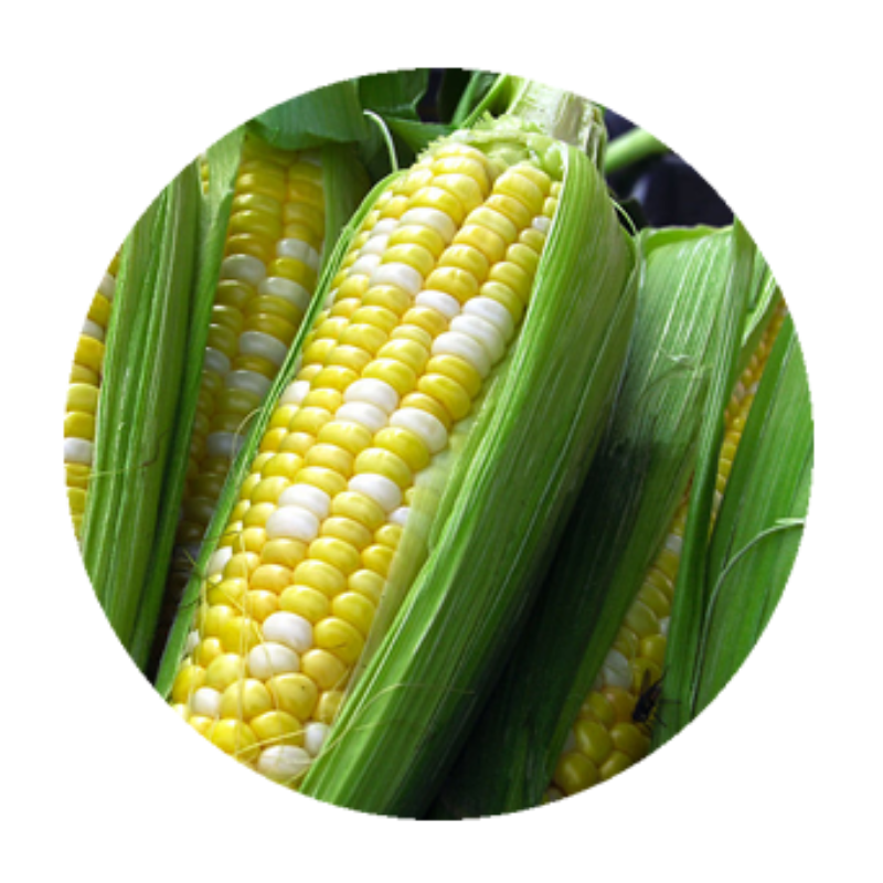 Sweet Corn vs Field Corn | Corn Facts | Nebraska Corn Board