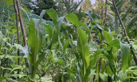 The Three Sisters of Indigenous American Agriculture