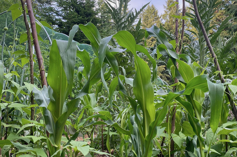 The Three Sisters of Indigenous American Agriculture