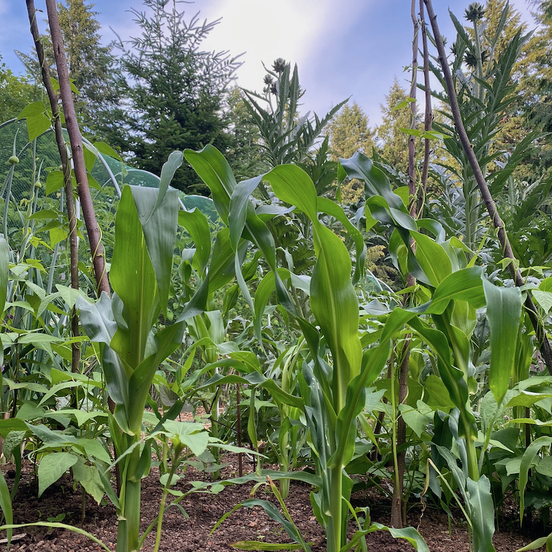 The Three Sisters of Indigenous American Agriculture