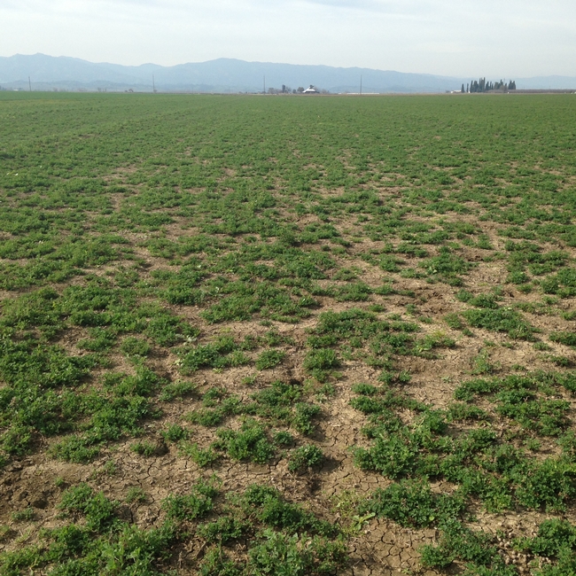 UC Agronomy: Grain and Silage