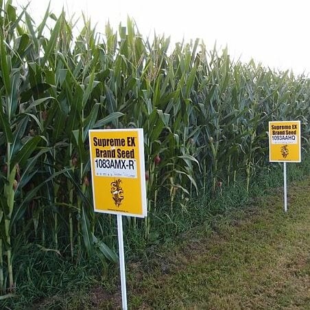 Understand GMO crops? Test yourself with this quiz