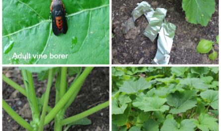 Understanding the   Borer and Its Impact on Crops