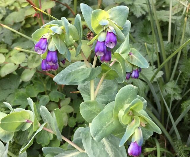 Unusual plants in cornfield –  Progress