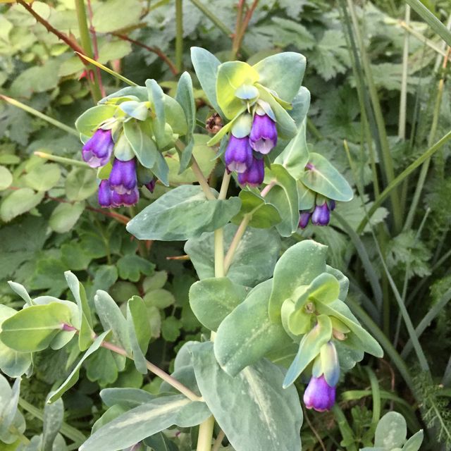 Unusual plants in cornfield –  Progress